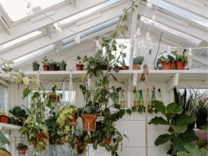 Finding the Best Indoor Hanging Plants for You